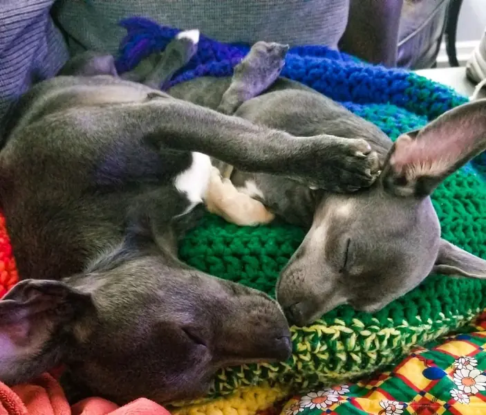Tom and Jerry, Chihuahua