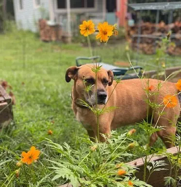 Gretchen, Mixed Breed