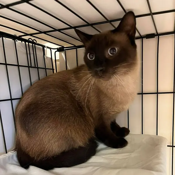 Cezar, Siamese and Domestic Shorthair mix