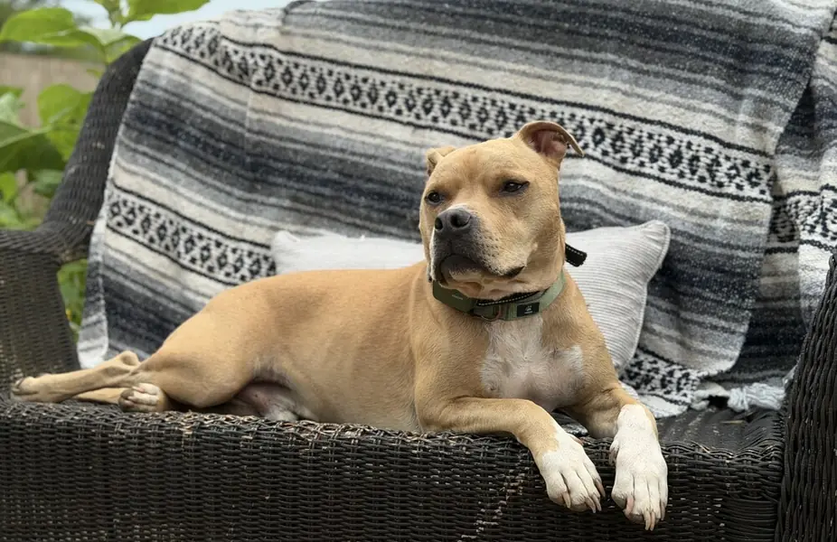 Doc Watson, Terriers (Medium)