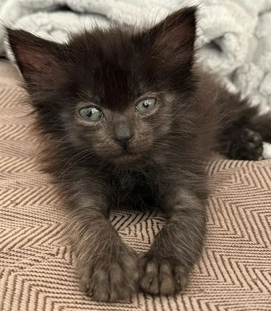 Santana, Domestic Mediumhair