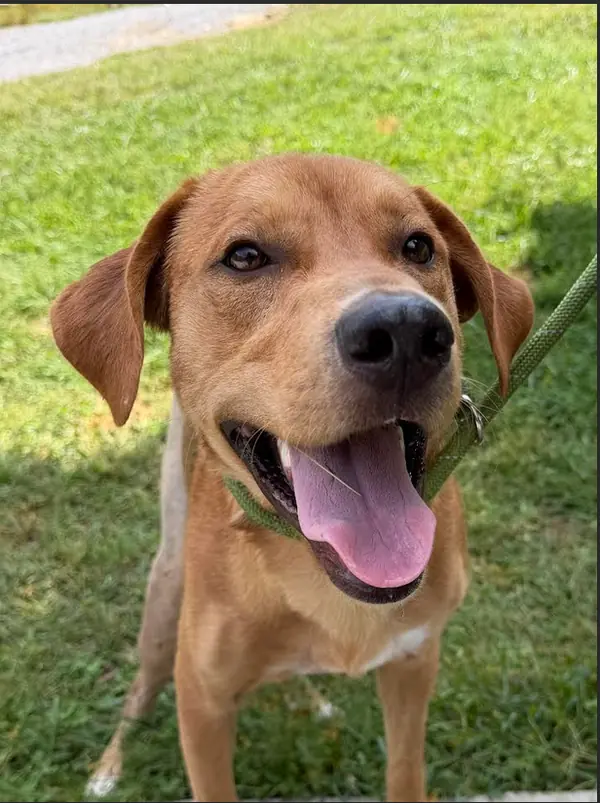 Pumpkin, Hound (Unknown Type)