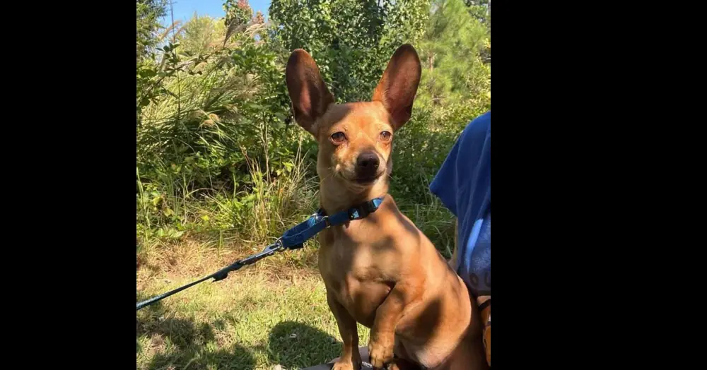 Itzel, Dachshund