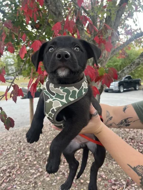Voodoo Ranger, Mixed Breed