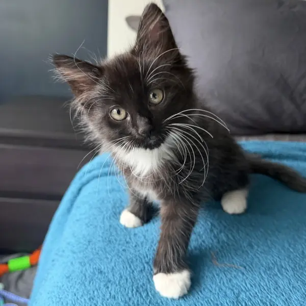 Kinder, Domestic Mediumhair