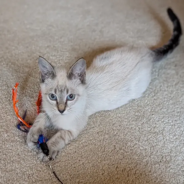 Icecream Friday, Siamese and Domestic Shorthair mix