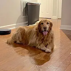 Loudon, Golden Retriever mix