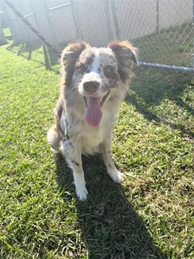 No name yet, Australian Shepherd