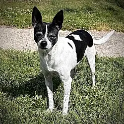 Millie (NC), Rat Terrier
