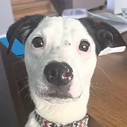 Jack, American Staffordshire Terrier Jack Russell Terrier mix