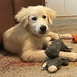 Lacy, Great Pyrenees mix