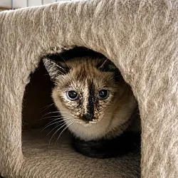 Simeon, Siamese