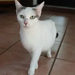 Ducky, Siamese