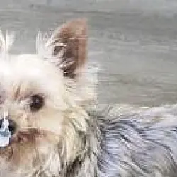 Minnie, Yorkie, Yorkshire Terrier