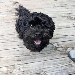 Ziggy, Poodle (Miniature) mix