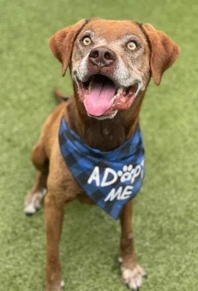Auggie, Golden Retriever mix