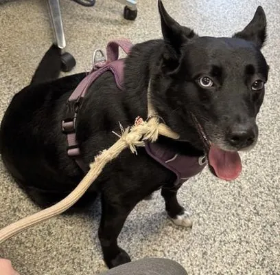 Mya, Alaskan Husky mix