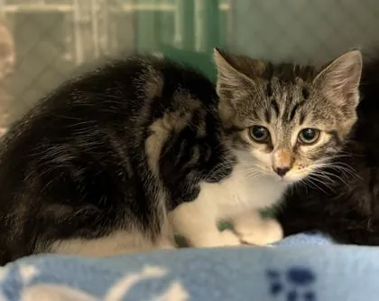 Achilles, Domestic Shorthair mix