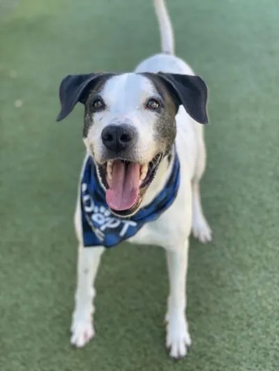 Barkley, Great Dane mix