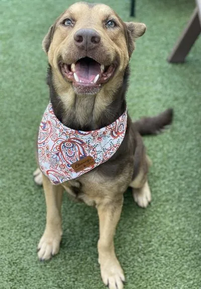Nicky, Golden Retriever mix