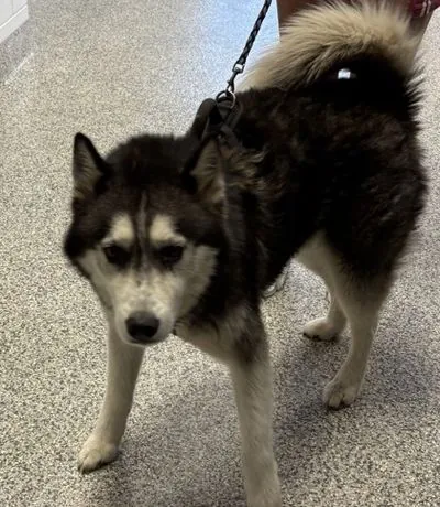 Bandit, Siberian Husky mix