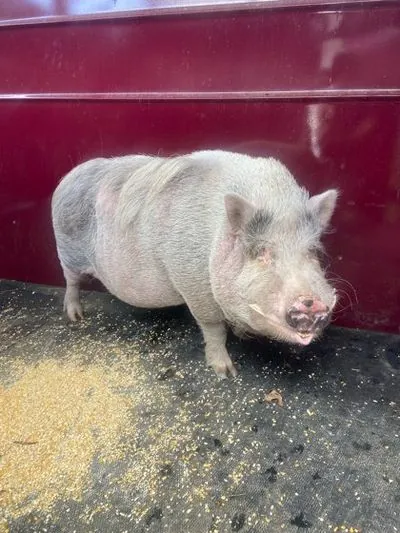 Wilbur, Pig