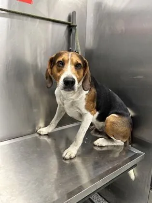 Buddy, Beagle and Treeing Walker Coonhound