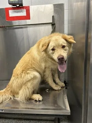 Harley, Golden Retriever mix