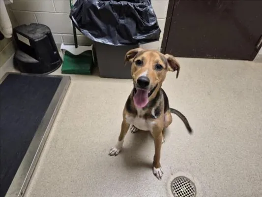 Chase, Beagle