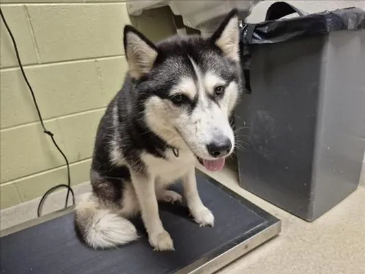 Savannah, Alaskan Husky