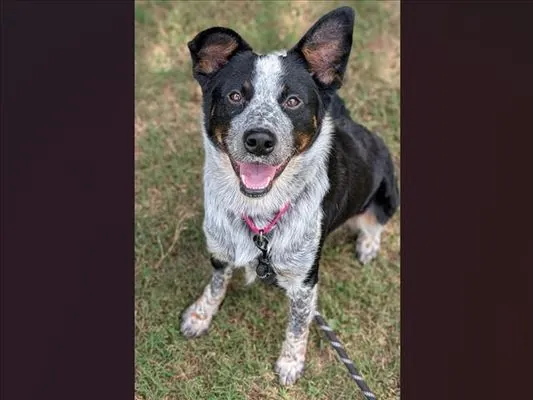 Jojo, Australian Cattle Dog mix
