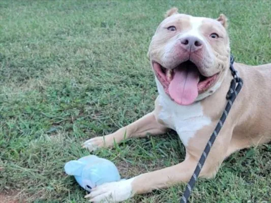 Moana, American Pit Bull Terrier
