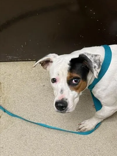 Wishbone, Jack (Parson) Russell Terrier mix
