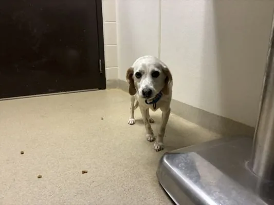 Yoko, Beagle