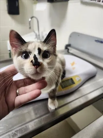 Olivia, Siamese mix