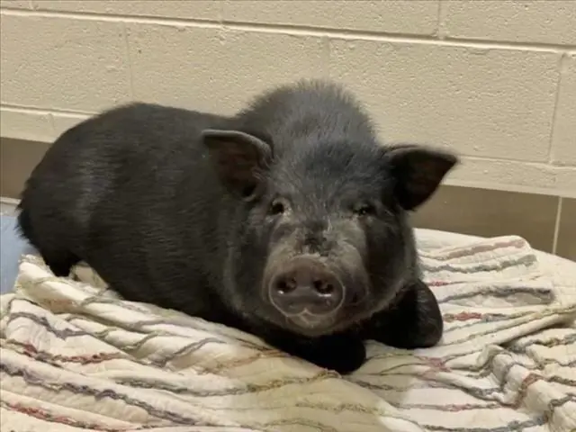 Tempeh, Pig