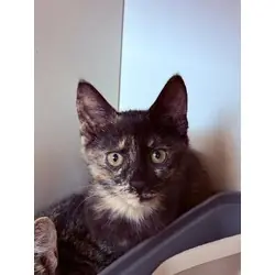 Cocoa, Domestic Shorthair