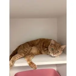 Beatrice, Domestic Shorthair