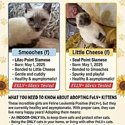 Smooches, Siamese