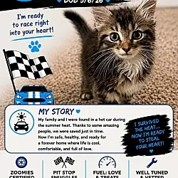 Porche "Portia", Domestic Longhair