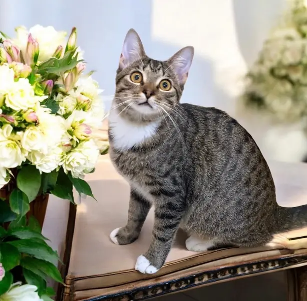 Tank, Domestic Short Hair
