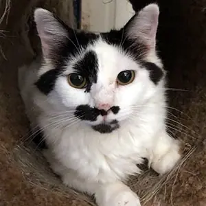 Hope, Domestic Medium Hair