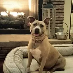 Bonnie (bonded to Clyde), Boxer Terrier (Unknown Type, Medium)