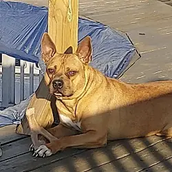 Clyde (bonded to Bonnie), Boxer Terrier (Unknown Type, Medium)
