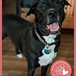Lane, Great Pyrenees American Staffordshire Terrier mix