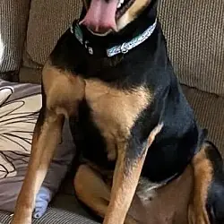 Anniebelle Lee, Hound (Unknown Type) Shepherd (Unknown Type) mix