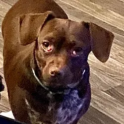 Ibar, Dachshund Chihuahua mix