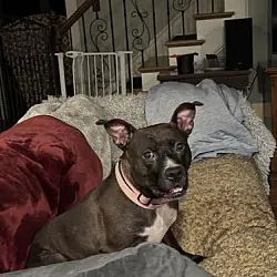 Josie, American Pit Bull Terrier mix