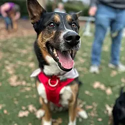 Kit, Australian Cattle Dog Husky mix