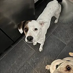 Zoe AKA Dottie, Boxer Beagle mix